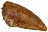 Serrated Raptor Tooth - Real Dinosaur Tooth #333391-1